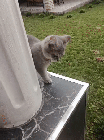 Gray kitten explores marble columns and garden in Tashkent