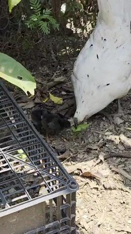 The video shows a white hen with black spots standing on a dirt and leaf covered ground. Near her are two small, fluffy black chicks. A black plastic crate sits to the left of the frame. The hen pecks at the ground, while the chicks stay close to her. The scene takes place outdoors, with plants and a wire fence visible in the background. The ground is uneven and littered with organic debris. The light is dappled due to the surrounding foliage.