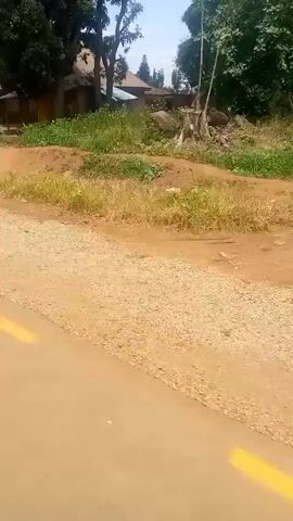 The video shows a rural scene with a dirt road that has a yellow line painted on it. There are some houses and trees in the background. Several people are walking along the road. In the first few seconds, a young person in a blue uniform and white sash walks by. Then, an adult in a patterned shirt and pants walks by carrying a bag. Later, an older person in white clothing walks by. The scene appears to be a casual outdoor environment.