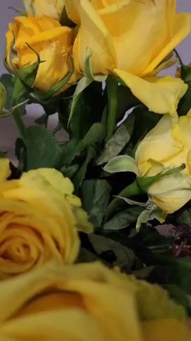 This is a close-up video of a bouquet of yellow roses. The camera focuses on several roses, some fully bloomed and others in bud. The petals are a vibrant yellow, with subtle variations in shade. The leaves are a deep green, providing a contrast to the bright flowers. The background is out of focus, appearing as a soft, muted color, possibly a wall. The lighting is soft and diffused, suggesting an indoor setting, perhaps in a home or a florist's shop. The overall mood conveyed by the video is one of beauty and natural elegance. There is no discernible activity or event taking place beyond the static display of the flowers. The time of day and weather are not apparent from the visuals. No text is visible in the video. The location context of Baghramyan, Armenia, does not provide any specific visual cues within the video itself.