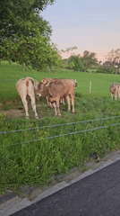 Cows graze peacefully in roadside field at sunset