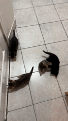 Four kittens play together on kitchen floor in Coquitlam