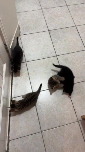 Four kittens play together on kitchen floor in Coquitlam