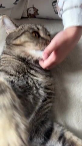The video shows a close-up of a tabby cat being petted by a person. The cat is lying down on a soft, light-colored surface, likely a blanket or couch. The person's hands are gently stroking the cat's head, chin, and neck. The cat appears relaxed and comfortable, with its eyes partially closed.

The person is wearing a light-colored sweatshirt with a graphic design on it. The graphic appears to be of cartoon animals, possibly cats or rabbits. The person's fingernails are painted white.

The lighting in the video suggests it is daytime, likely indoors. There are no specific visual cues to indicate the weather or exact location beyond the general indoor setting. The overall mood of the video is one of affection and contentment between the person and the cat.

There is no visible text in the video. The timestamps at the beginning of the clips are the only text present.