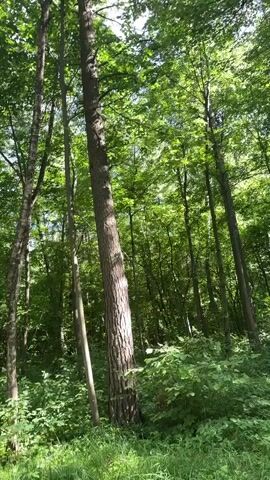 This is a vertical video taken from the perspective of someone looking up at tall trees in a forest. The leaves are green and lush, indicating a warm season, likely summer. Sunlight filters through the canopy, creating dappled light on the ground and tree trunks. The camera pans slightly, giving a sense of movement and immersion in the forest environment. There are no people or animals visible in the video, and no specific actions or interactions are occurring. The overall impression is one of natural beauty and tranquility.