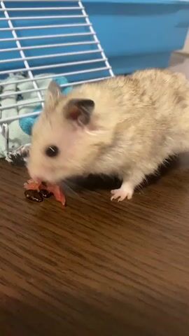 A hamster is eating food on a wooden surface. A part of a hamster cage is visible in the background. The hamster is light brown and white with black ears. It is actively chewing on a piece of food. There are other pieces of food scattered on the surface near the hamster. The cage in the background is white and blue.