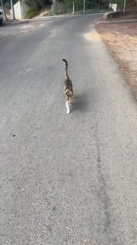 A calico cat with a striped tail walks away from the camera on an asphalt road. The cat is mostly brown and black with patches of orange and white. The road is empty except for the cat. There are some trees and bushes in the background on the right side of the road. The sky is not visible.