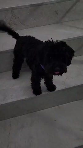 A small black dog with a curly coat and a purple collar stands on a marble staircase. The dog is facing the camera and appears to be panting. Its tail is curled over its back. The lighting in the scene is dim. The dog then turns and walks up the stairs out of frame.