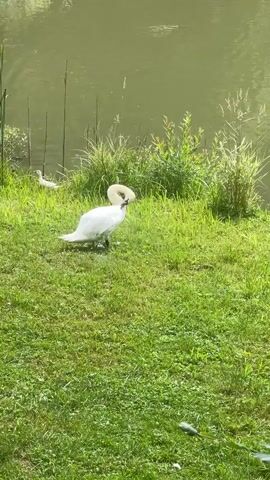 The video shows a white swan preening its neck on a grassy bank next to a body of water. The swan is the primary focus, with its head curved and beak touching its feathers. In the background, a smaller white bird, possibly a duck or another waterfowl, is visible near the water's edge. The environment is natural, with green grass and vegetation surrounding the water. The lighting suggests it is daytime, with sunlight illuminating the scene.