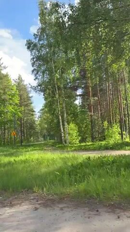 The video captures a journey through a lush, forested area in Imatra, Finland, during the daytime under a clear blue sky with some white clouds.

The initial view shows a dirt or gravel path to the left and a dense forest to the right, featuring tall evergreen (likely pine) and some deciduous trees. A prominent wooden utility pole stands in the foreground, with a red "X" sign and a yellow triangular warning sign positioned on a smaller pole nearby.

As the camera moves forward, the path transitions into a paved road. A cluster of Finnish traffic signs becomes visible on the left side of the road. These include a blue rectangular pedestrian sign, a red triangular warning sign, a circular red sign, and a yellow rectangular sign with bicycle arrows indicating directions. This yellow sign also has partially visible Finnish text, including "veneilijä," which means "boater." Another smaller yellow triangular warning sign is also present.

The video then pans past the trees, showcasing the tall, slender trunks of pine trees and various green undergrowth, including yellow dandelions. The overall scene suggests a tranquil, natural environment with clear signs of a designated path or road. No people are visible. The bright daylight indicates it is likely midday or early afternoon.