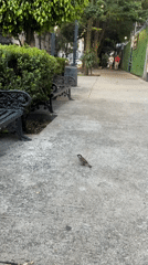 Quiet morning moments documented across Mexico City streets