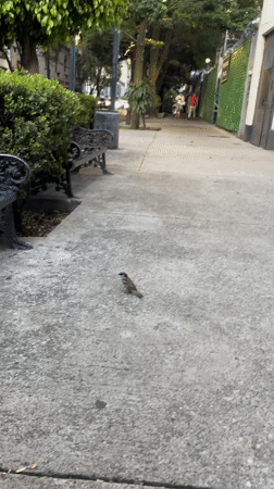 Quiet morning moments documented across Mexico City streets