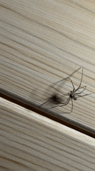 Spider spotted crawling on wooden surface in Tyulyuk, Russia