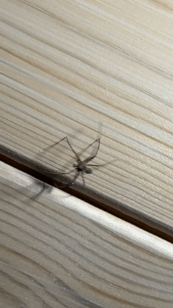Spider spotted crawling on wooden surface in Tyulyuk, Russia