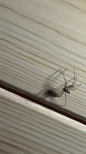 Spider spotted crawling on wooden surface in Tyulyuk, Russia