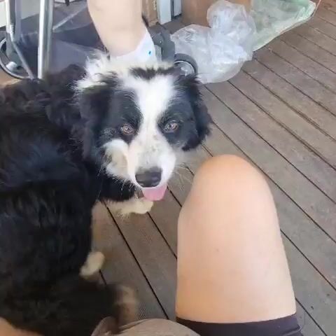 The video begins with a close-up of a black and white border collie looking to the right with its tongue out. The dog is on a wooden deck. A person's leg is in the foreground, wearing dark shorts. The dog then turns and lies down next to the person. The camera pans to show a person's torso and legs wearing a diaper and what appears to be a black swimsuit bottom. The dog then puts its head down on the person's lap. The video is shot from a first-person perspective.