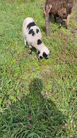 The video shows a white lamb with black markings eating grass and weeds in a field, with another darker sheep standing near a small tree in the background. The field has a mix of green grass, weeds with purple flowers, and bare dirt patches. The shadow of the videographer is visible in the foreground.