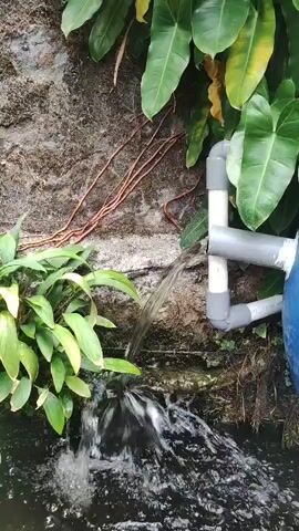 A water pipe dispenses water into a pond. Lush green plants are growing on the wall and around the pond.