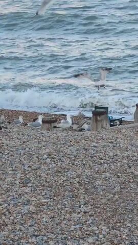 A flock of seagulls is gathered on a pebble beach with wooden posts. The ocean is behind them, with waves breaking. One seagull is in flight over the water.