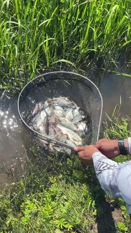 A fishing net is held in the water, full of many small fish. The net is being pulled out of the water, and the fish are splashing. Green grass and reeds surround the water. A person's hands are visible holding the net.