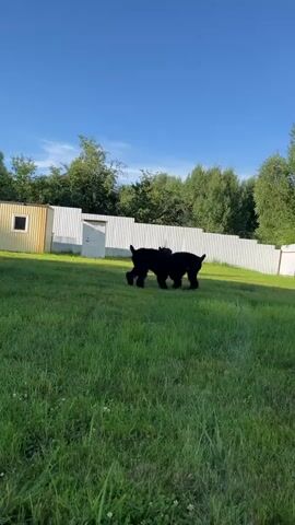 The video shows two black dogs playing in a grassy yard with a blue sky and trees in the background. A white fence and a yellow building are also visible. The dogs are interacting playfully, with one dog appearing to chase or nip at the other. The lighting suggests it is daytime, possibly morning or late afternoon.