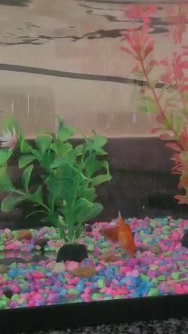 The video shows a close-up of a fish tank. The tank has a colorful gravel bottom with pink, blue, and purple stones. There are artificial plants in the tank, one green and one pink. Two orange fish are swimming in the tank. One fish is in the foreground on the right side of the screen, and the other is in the background on the left side. The background of the tank appears to be a light brown color with some dark lines. The lighting is somewhat dim.