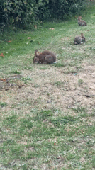 Wild rabbits graze and hop through a Rijswijk green space