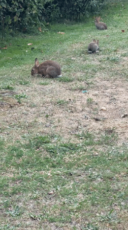 Wild rabbits graze and hop through a Rijswijk green space