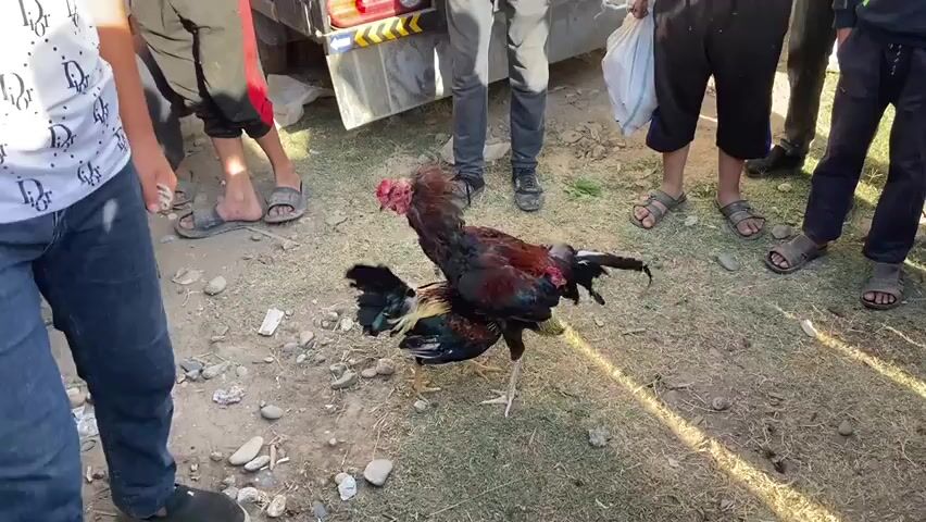 A man stands near a truck bed, his legs partially visible. Two roosters are on the ground in front of him, one of them standing on the back of the other. Other people's legs are visible around them, standing on a dirt and grass surface. The roosters are in a fighting stance.