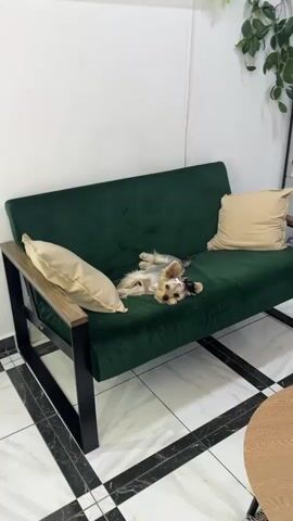 A small Yorkshire terrier dog lies on its back on a dark green sofa. The dog has a pink bow on its head and is looking at the camera. There are two beige pillows on the sofa, one on each side of the dog. The sofa has a black metal frame with wooden armrests. The floor is tiled with black and white square tiles. There is a white wall behind the sofa. A plant is visible in the upper right corner of the frame.