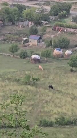 The video pans over a rural landscape. In the foreground, green foliage is visible. The middle ground shows a grassy field with two cows grazing, one light-colored and one dark-colored. In the background, there are three large, rounded haystacks covered with tarps. Beyond the haystacks, a small building with a blue roof and a larger building with a red tile roof are situated on a hillside. Trees and other vegetation dot the landscape. A dirt road or path can be seen further up the hill. The overall impression is a serene, pastoral scene.