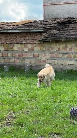 A golden retriever trots across a green grassy field. In the background, there is a brick building with a tiled roof and a wooden fence. The dog is initially facing the camera, then turns and trots toward the fence. The weather is sunny with a few clouds in the sky.