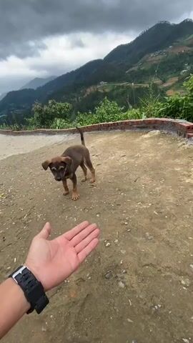 A person's left hand, wearing a black digital watch, extends towards a small, dark brown puppy on a dirt path. The puppy initially turns and runs a short distance away before stopping, turning its head, and looking back at the extended hand. The scene is outdoors with green, mountainous terrain in the background under a cloudy sky. A low brick wall and distant benches are also visible.