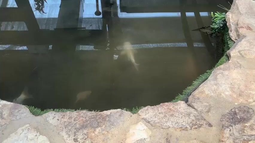 The video displays an aerial view of a pond with several koi fish swimming in it. The water appears murky. The pond is surrounded by rocks and artificial grass. The overhead structure suggests the pond is indoors or covered. A pump or filter is visible in the upper center of the frame.