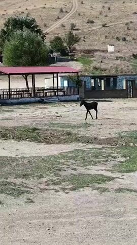 A dark brown foal walks across a dusty, dry field. In the background, a covered picnic area with a red roof is visible, as well as a dilapidated building. A white car is parked to the left of the scene, and further in the distance, a person on horseback can be seen. The terrain is hilly and appears arid.