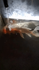 Koi tank at an Indonesian mosque, one fish possibly struggling