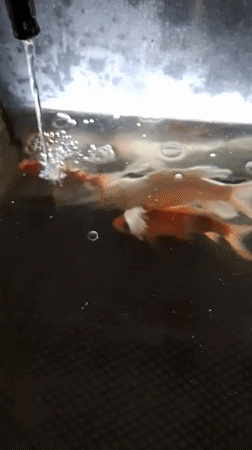 Koi tank at an Indonesian mosque, one fish possibly struggling
