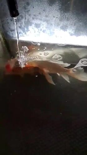 Koi tank at an Indonesian mosque, one fish possibly struggling
