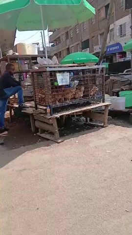 The video shows an outdoor market scene. A man in a black shirt and blue jeans stands by a metal cage filled with chickens, leaning on a wooden structure. The cage is elevated on a wooden platform. To the right of the cage, another man in a red shirt sits on a stool. Green umbrellas provide shade over the market stalls. The ground is dirt and appears unpaved. In the background, buildings line the street, with some appearing to be multi-story structures. There are various containers, including buckets, placed around the market stalls. A white car is visible in the middle ground, driving away from the camera. The overall impression is of a busy, informal marketplace.