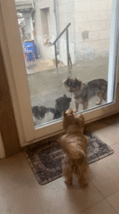 Dogs gather at doorway during rainstorm in Burgas