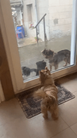 Dogs gather at doorway during rainstorm in Burgas