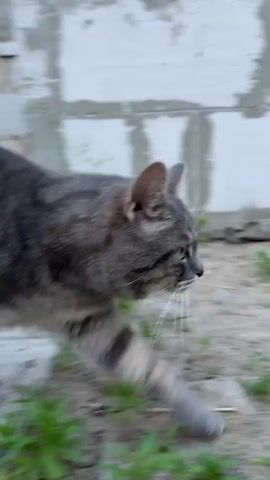 A close-up, side-view shot captures a gray tabby cat walking from left to right, its body blurred by motion. The cat has distinct dark stripes on its gray fur, pointed ears, and long whiskers. Its gaze is directed forward, suggesting it is focused on something ahead.

The setting appears to be outdoors, with the ground covered in dirt and patches of green grass and weeds. In the background, a wall constructed of light-colored cinder blocks is visible. The blocks are arranged in a rough, unfinished manner, with visible concrete mortar lines between them, hinting at a construction site or an area undergoing renovation. To the right of the cat, a thorny green plant grows, its leaves spiky.

The lighting suggests it might be daytime, possibly overcast or early morning/late afternoon, as there are no harsh shadows. The overall mood is one of casual observation of the cat's movement in its environment. There is no visible text in the media file. The location context provided is Korchivka, Ukraine.
