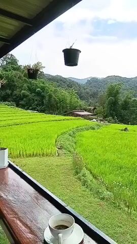 A cup of coffee sits on a wooden table in the foreground. Behind the table, a vibrant green rice field stretches out towards a backdrop of lush, tree-covered mountains under a hazy, cloudy sky. Two hanging potted plants are visible from the overhang of a structure, and a small, rustic building is nestled amongst the trees in the distance. The camera pans slowly across the landscape.