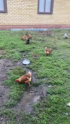 A flock of chickens roams a muddy, grassy yard in front of a brick building. The building has a yellow and grey striped section and a white and grey section with a large garage-like door. One chicken is in the foreground, facing left. Other chickens are scattered throughout the yard. There is a blue bowl on the ground. The ground is wet and appears to have puddles. A yellow ball is visible in the yard. The sky is overcast.