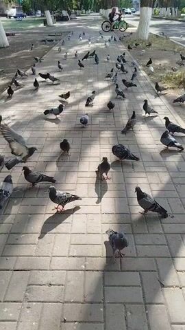 The video shows a paved walkway lined with trees. Many pigeons are walking and pecking on the ground. In the background, a person is riding a bicycle. The sun is shining, casting shadows on the walkway.