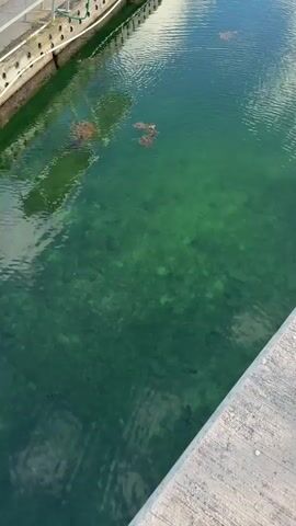 The video shows a body of clear, green water from an overhead perspective. The water is shallow enough to see the rocky bottom. Several pieces of reddish-brown organic matter, likely seaweed or debris, float on the surface. On the left side of the frame, a white wall with a green railing runs along the edge of the water, suggesting a dock or pier. The right side of the frame shows a concrete surface, also likely part of a dock or walkway. Sunlight reflects off the water, creating ripples and highlights. The scene appears to be a calm, natural environment with man-made structures bordering it. There are no people or animals visible in the water or on the structures.