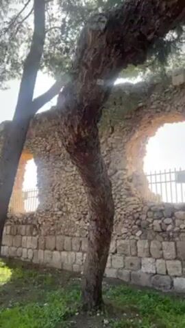 The video shows a section of an old stone wall with arched openings, likely ruins. A tree is partially obscuring the view of the wall. The wall is constructed of light-colored stones. A metal fence is visible through the arched openings. The sky is bright. There is green grass and foliage visible at the base of the wall and around the tree. The camera pans across the wall, revealing more arched openings and the presence of other trees.