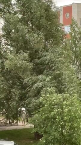The video shows a close-up view of lush green trees swaying vigorously in the wind. The leaves are a vibrant shade of green, suggesting it is daytime, likely during warmer months. The wind is strong enough to cause significant movement in the branches and foliage, creating a dynamic, almost blurred effect in some areas.

In the background, a multi-story building is partially visible. It appears to be an apartment building, with windows and architectural details that suggest an urban or suburban setting. The building is painted in a light color, possibly white or beige, with a prominent circular design element in red and white.

Beneath the trees, a paved area, possibly a sidewalk or path, is visible, along with some grass. A silver car is parked on the left side of the frame, indicating a residential or public area. The overall impression is one of a breezy day in a town or city in Russia, with nature actively responding to the weather conditions. There is no discernible text in the video. The scene conveys a sense of natural movement and the power of the wind.