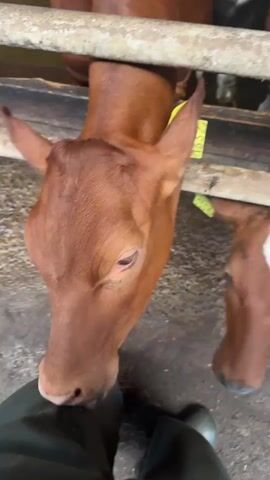 A first-person perspective video shows a person wearing dark green waterproof pants and black rubber boots. The person is standing in a barn or enclosure with a concrete floor. A light brown calf with yellow ear tags is leaning its head over a fence and licking the person's pants. Another calf is partially visible in the background.