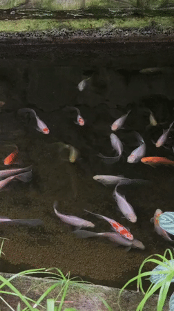 Visitor documents botanical garden with koi pond in Cherkasy